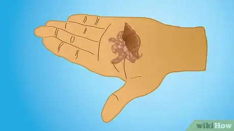 Image intitulée Care for Hermit Crabs Step 8