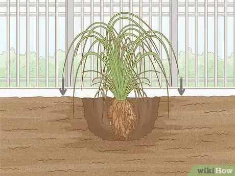 Image intitulée Grow Pampas Grass Step 8
