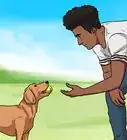 apprendre à un chien à rapporter
