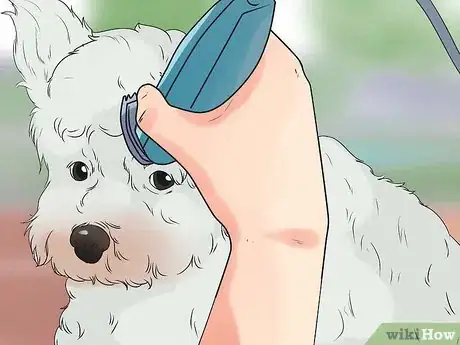 Image intitulée Groom a Westie Step 2