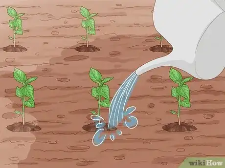 Image intitulée Grow Hot Peppers Step 14