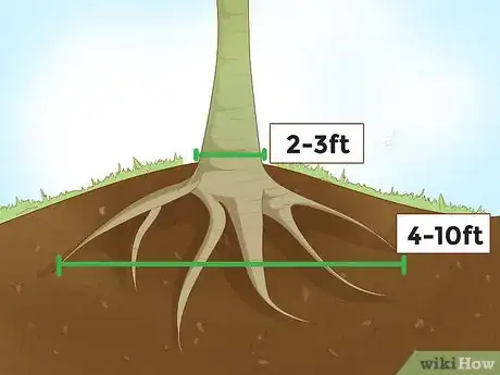 Image intitulée Grow Papaya Step 8