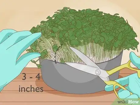 Image intitulée Grow Cress Step 10