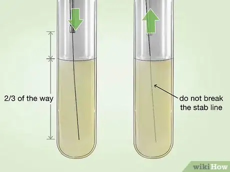 Image intitulée Identify Bacteria Step 27