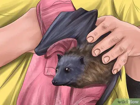Image intitulée Save an Animal That's Been Hit by a Car Step 11