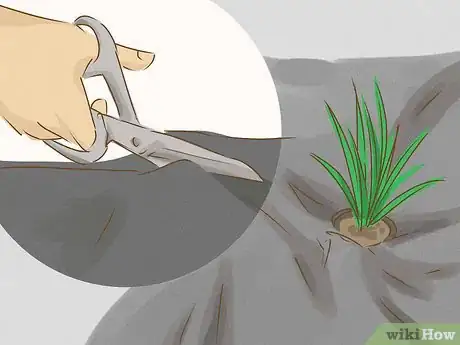 Image intitulée Kill Bermuda Grass Step 7