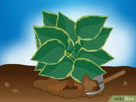 Image intitulée Divide a Hosta Step 13