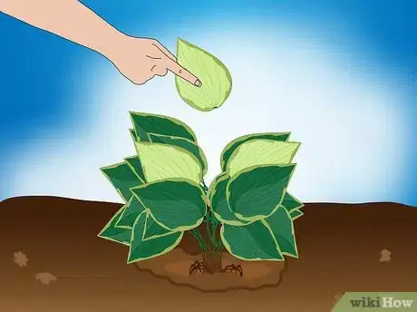Image intitulée Divide a Hosta Step 11
