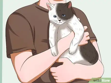 Image intitulée Carry a Cat Step 13