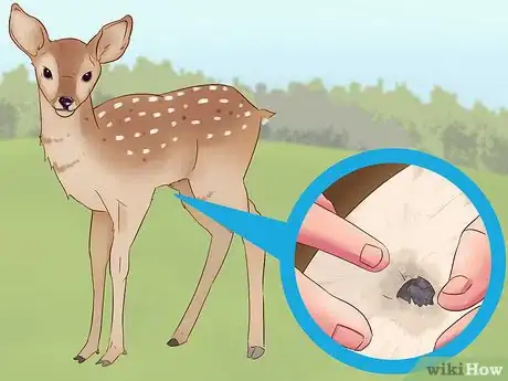 Image intitulée Tell a Fawn's Age Step 5