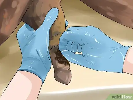Image intitulée Clean the Sheath of a Horse Step 14