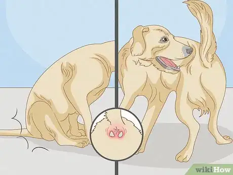 Image intitulée Get Rid of the Fishy Smell from My Dog Step 1