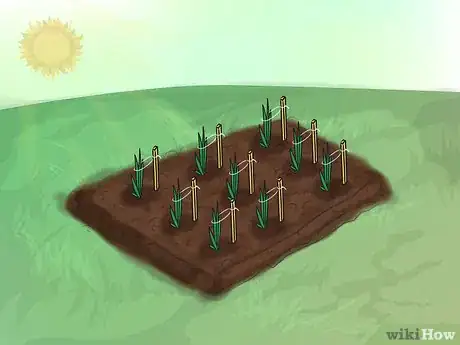 Image intitulée Grow Gladiolus Step 13
