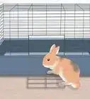 caresser un lapin