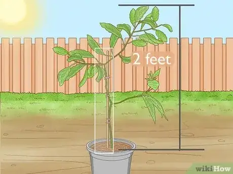 Image intitulée Prune an Avocado Tree in a Pot Step 8