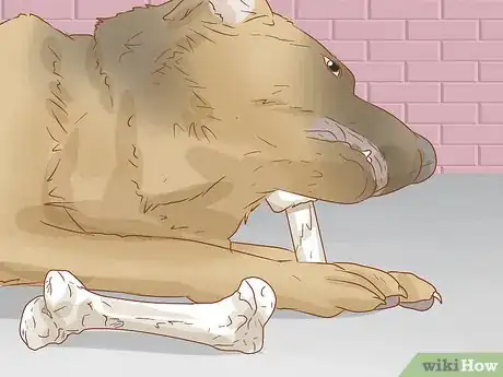 Image intitulée Help a Dog Recover from a Broken Leg Step 19