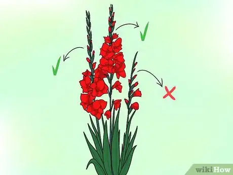 Image intitulée Grow Gladiolus Step 14