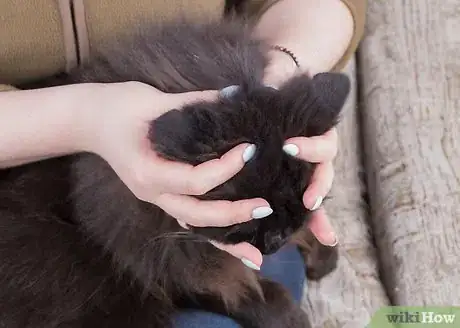 Image intitulée Give Your Cat a Massage Step 9