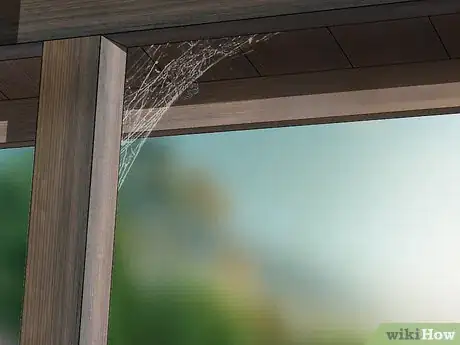 Image intitulée Identify a Black Widow Spider Step 11