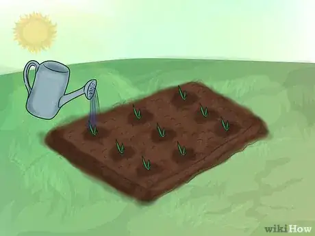 Image intitulée Grow Gladiolus Step 11