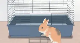 caresser un lapin