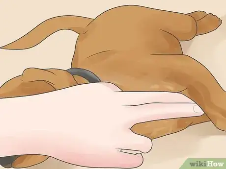 Image intitulée Treat Heart Failure in Dogs Step 3