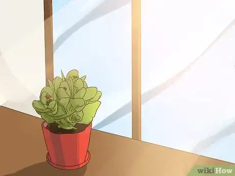 Image intitulée Grow Kalanchoe Step 8