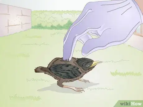 Image intitulée Feed Wild Baby Birds Step 2