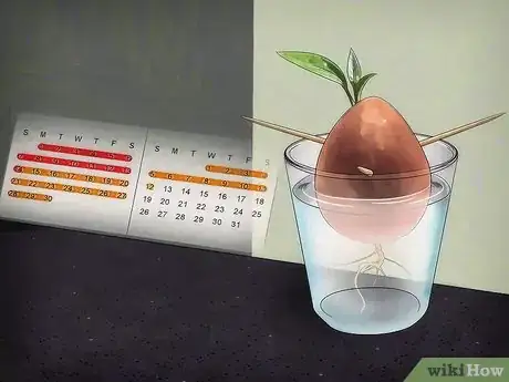 Image intitulée Grow an Avocado Tree Step 5