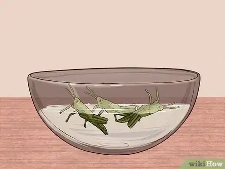 Image intitulée Cook Grasshoppers Step 5