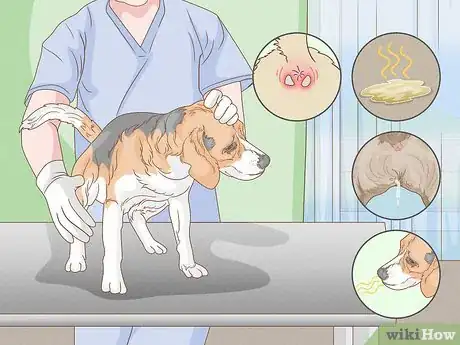 Image intitulée Get Rid of the Fishy Smell from My Dog Step 9