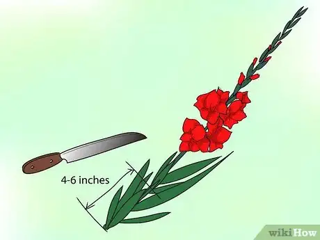 Image intitulée Grow Gladiolus Step 15