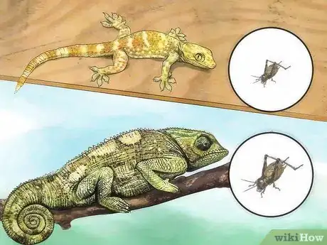 Image intitulée Feed Crickets to Reptiles Step 2