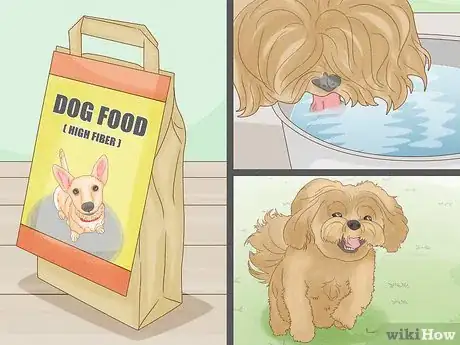 Image intitulée Get Rid of the Fishy Smell from My Dog Step 8