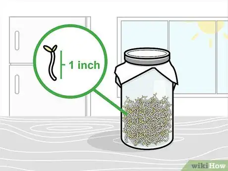 Image intitulée Grow Broccoli Sprouts Step 10