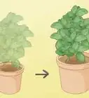 tailler un kalanchoé