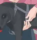 saisir un chien correctement
