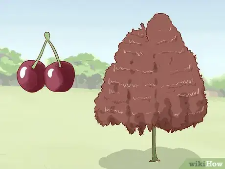Image intitulée Identify Cherry Trees Step 10