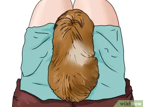 Image intitulée Cut Guinea Pig Claws Step 7