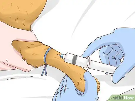 Image intitulée Tell if Your Dog Is in Heat Step 14