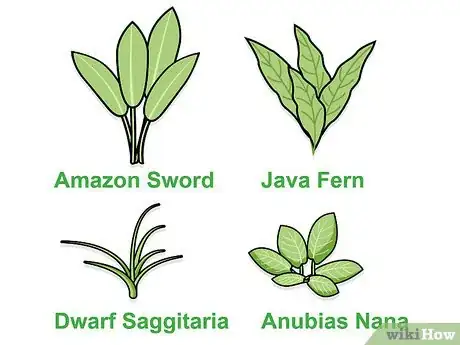 Image intitulée Grow Freshwater Aquarium Plants Step 1
