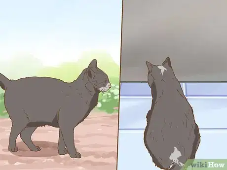 Image intitulée Change an Outdoor Cat Into an Indoor Cat Step 4