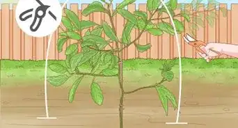 tailler un avocatier en pot