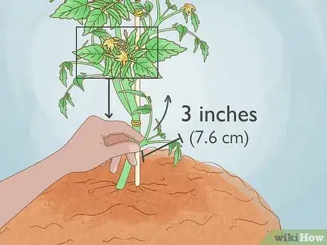 Image intitulée Prune Tomatoes Step 5