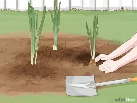 Image intitulée Keep Narcissus Bulbs After Flowering Step 8