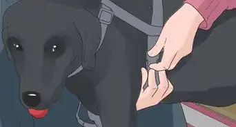 saisir un chien correctement