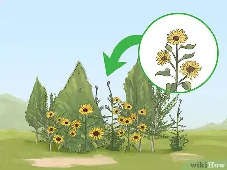 Image intitulée Attract Yellow Finches Step 4