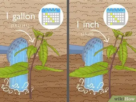 Image intitulée Grow Chestnut Trees Step 14