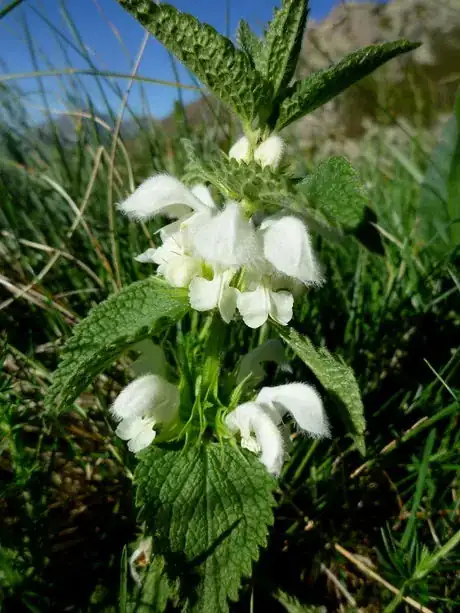 Image intitulée LAMIUM_ALBUM.jpeg
