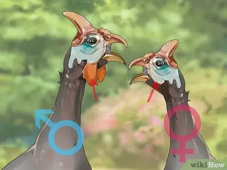 Image intitulée Tell the Sex of Guinea Fowl Step 4